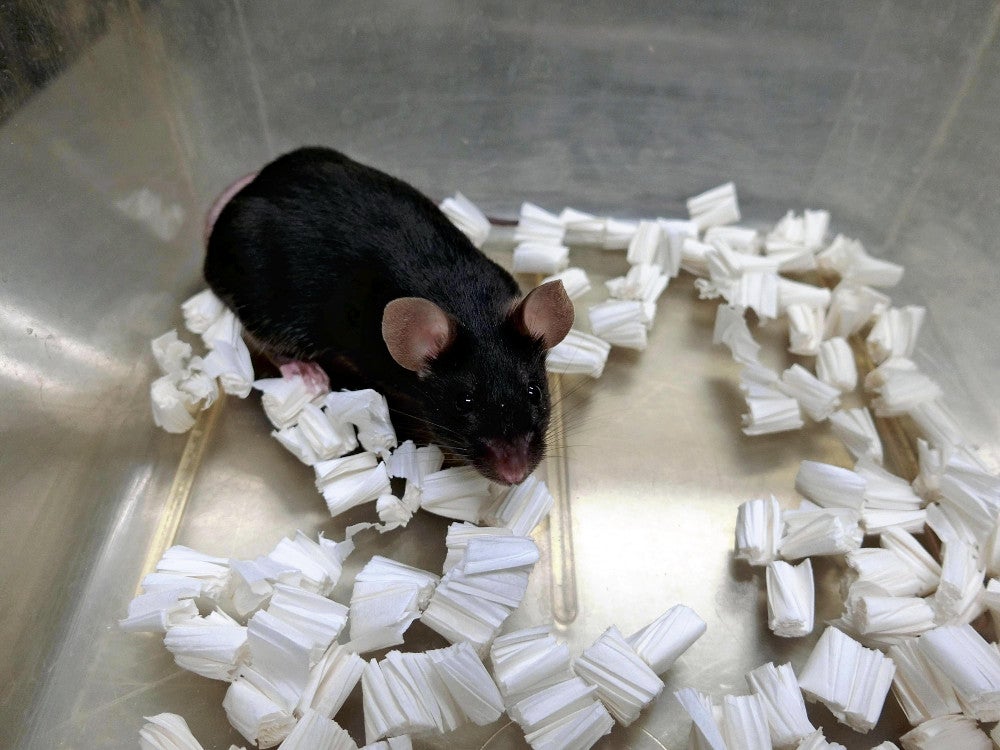 凍結乾燥させた体細胞を使って 産まれたクローンマウス（山梨大提供）